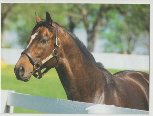 Cigar thoroughbred horse - cigar,