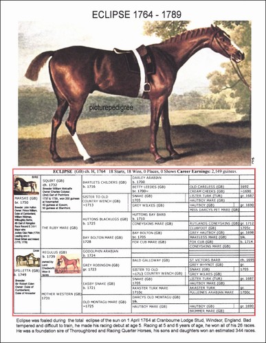 Eclipse race horse one picture